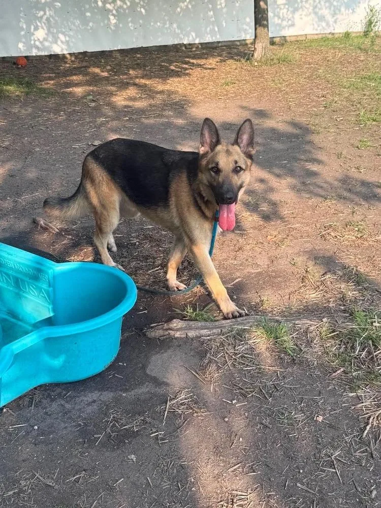 A young large-sized male German Shepherd Dog dog named Oso for adoption in Suamico, WI