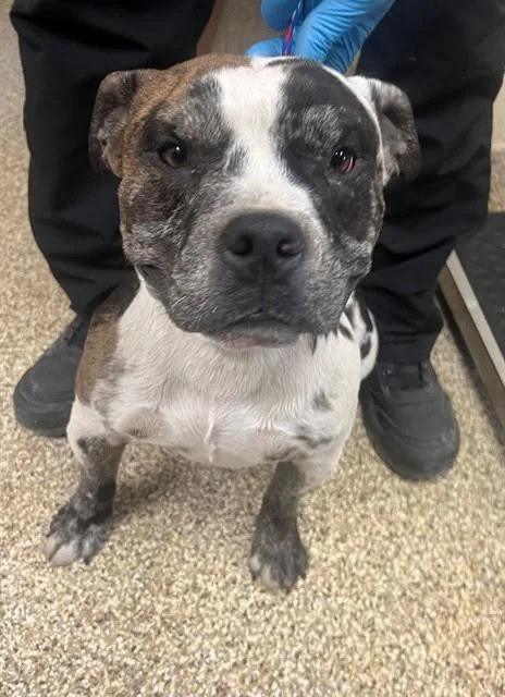 An adult small-sized male Pit Bull Terrier dog named A for adoption in Thousand Palms, CA