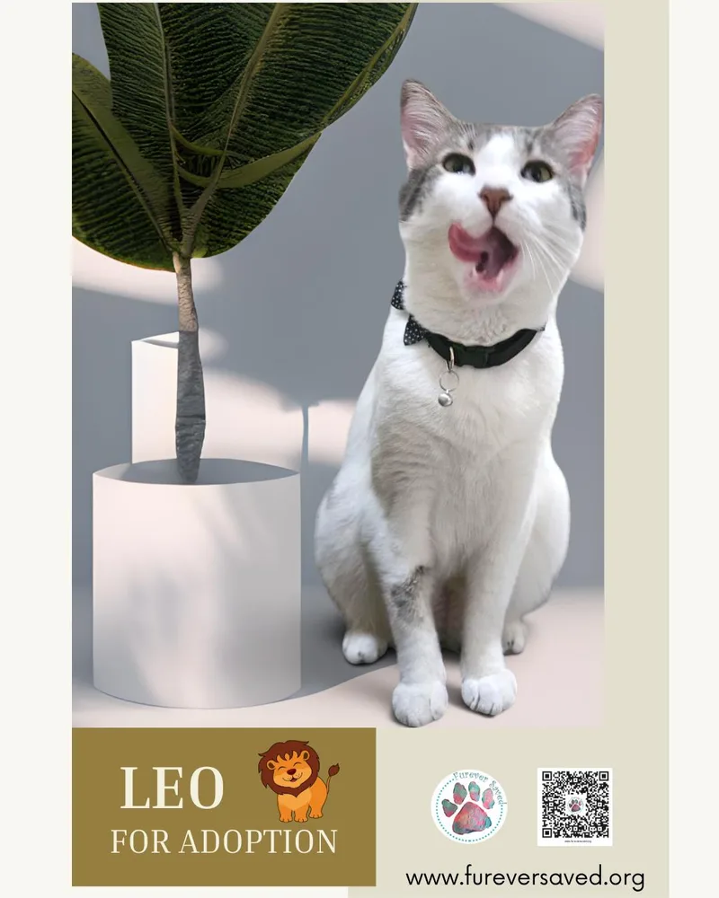 A young medium-sized male Domestic Short Hair cat named Leo for adoption in Miami, FL