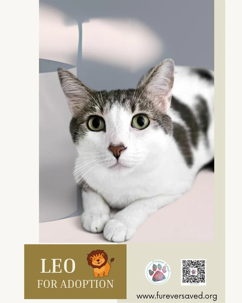 Leo thumbnail 2