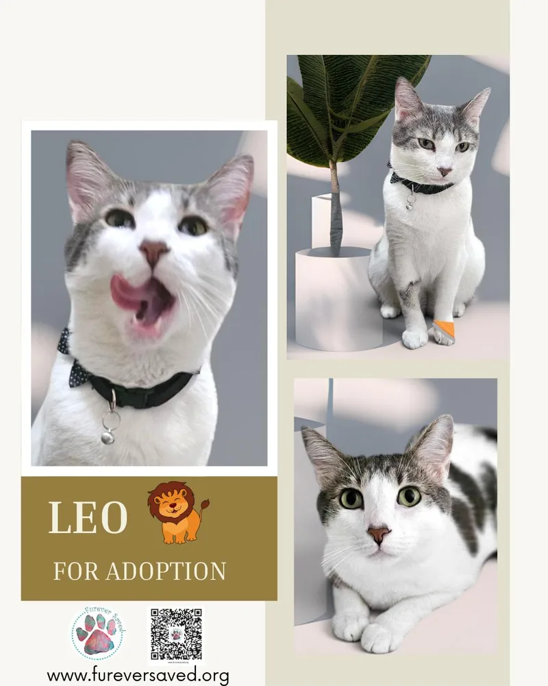 Leo thumbnail 3