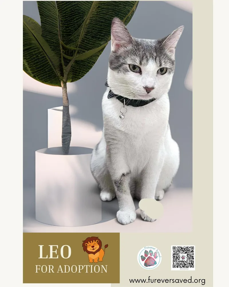 Leo thumbnail 4