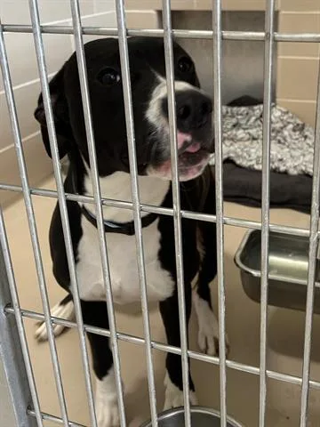 A young medium-sized male Pit Bull Terrier dog named Bino for adoption in Dayton, OH