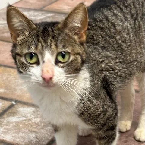 A young medium-sized female Domestic Short Hair cat named Betty Davis for adoption in Cumming, GA