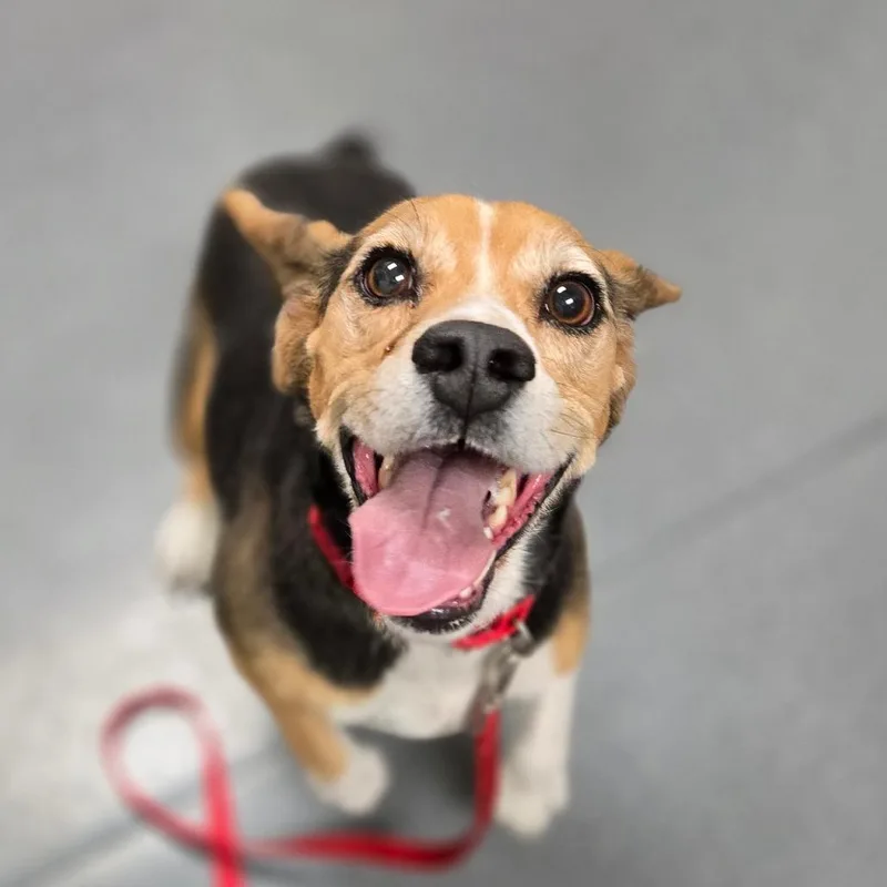 An adult small-sized male Black Beagle dog named Stray Hold  Jango for adoption in Albuquerque, NM