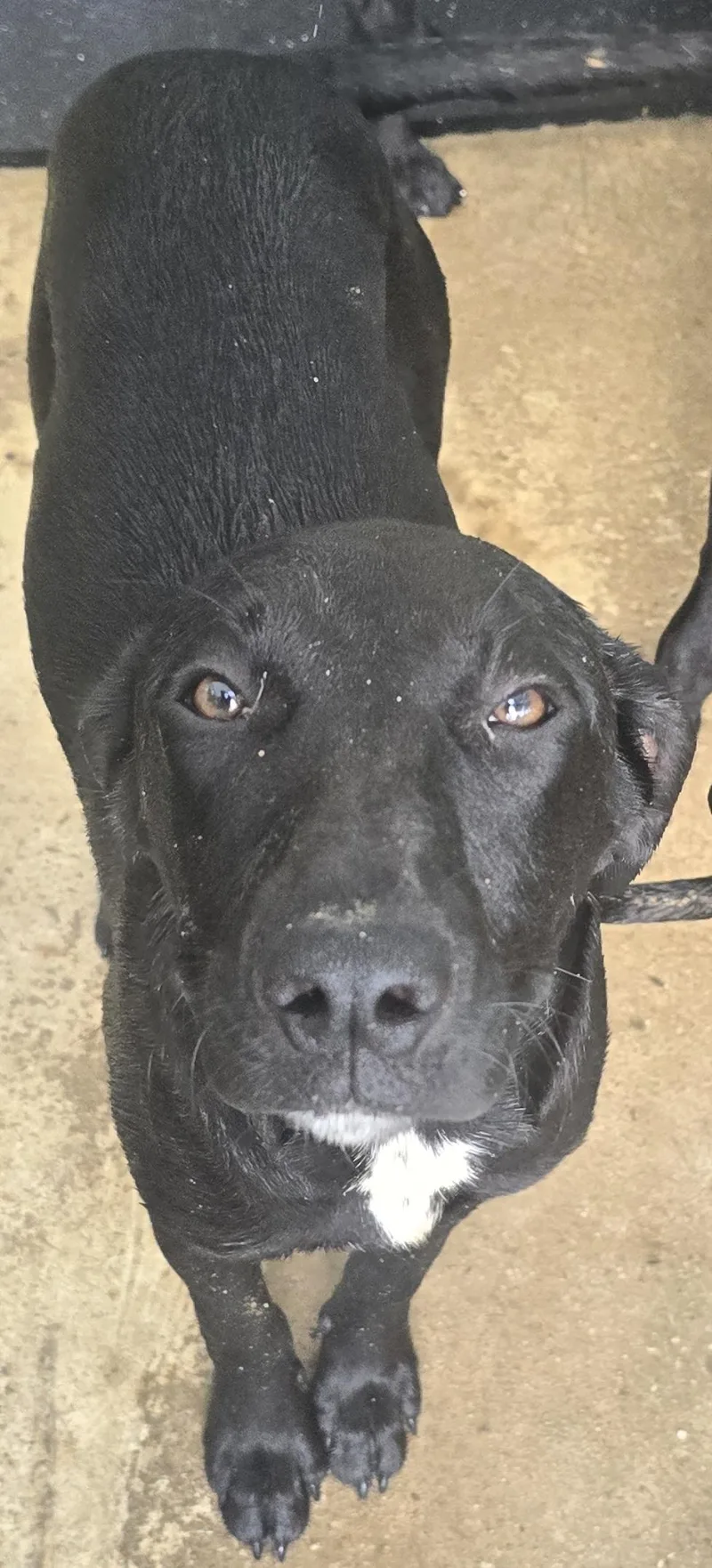 A young medium-sized female Black German Shorthaired Pointer dog named Jolene Rae for adoption in Corinth, MS