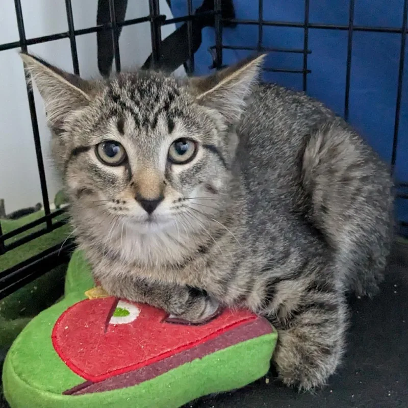 A baby small-sized female Brown / Chocolate Domestic Short Hair cat named George C for adoption in Princeton, MN