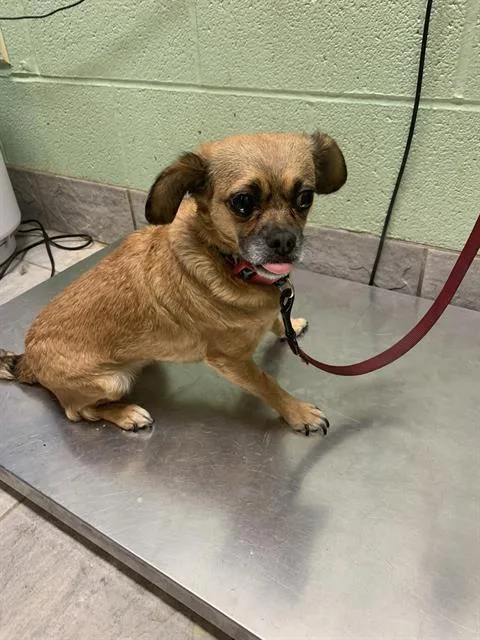 A young small-sized female Chihuahua dog named Brooke for adoption in Grand Prairie, TX