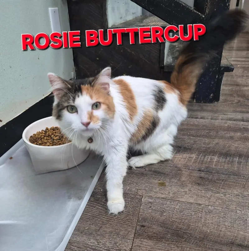 Rosie Buttercup