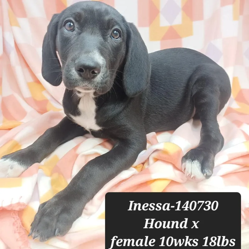 Inessa