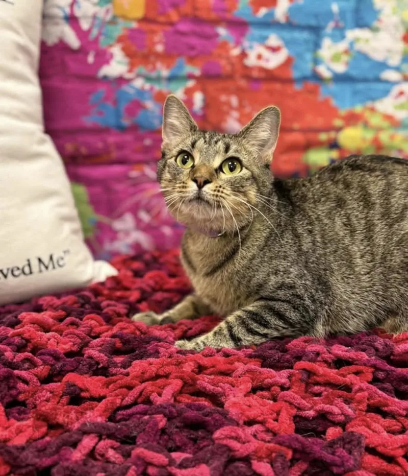 An adult medium-sized female Tabby (Brown / Chocolate) Domestic Short Hair cat named Teagan for adoption in Effingham, IL