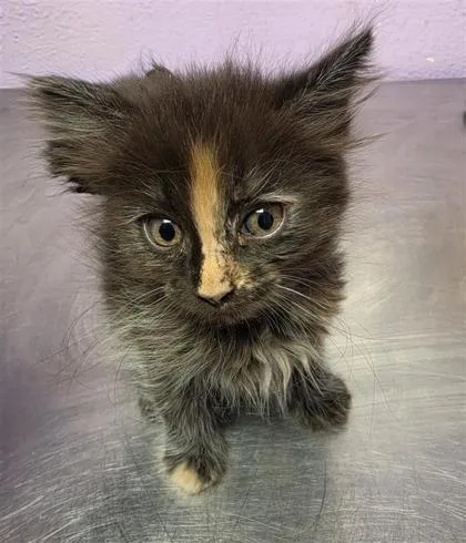 A baby small-sized female Domestic Long Hair cat named 61771872 for adoption in El Paso, TX