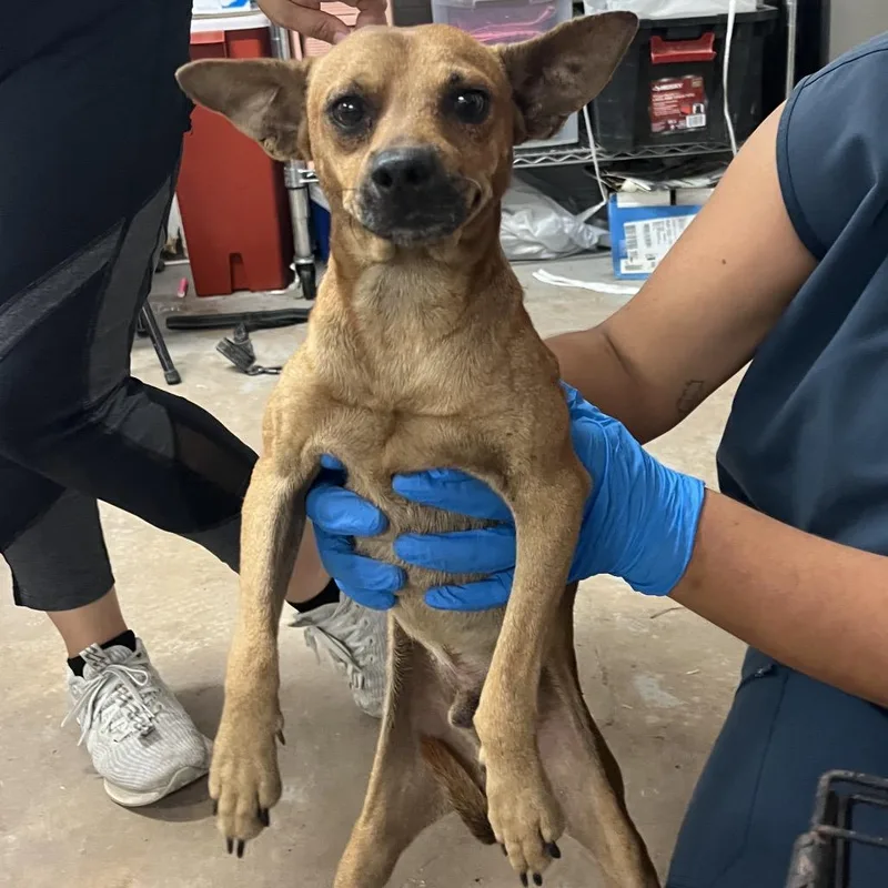 An adult small-sized male Chihuahua dog named Mr. Toad for adoption in Edinburg, TX