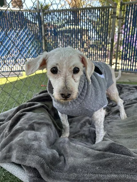 A senior small-sized male Poodle dog named Diego for adoption in Chula Vista, CA