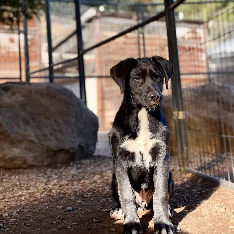 A baby medium-sized female Mastiff dog named Bae for adoption in Salem, OR