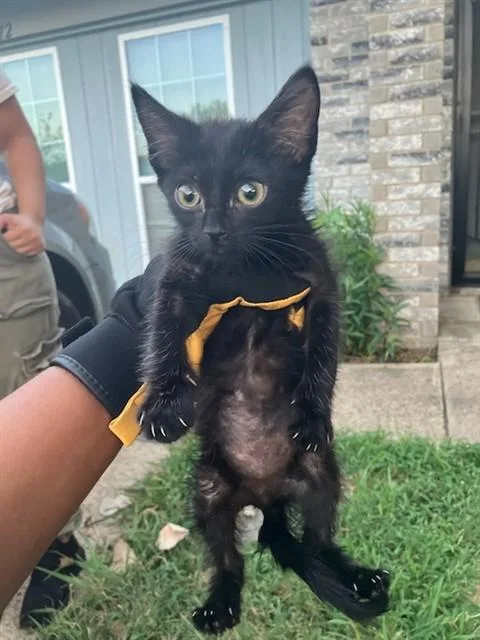 A baby small-sized male Domestic Short Hair cat named Angel for adoption in Dallas, TX