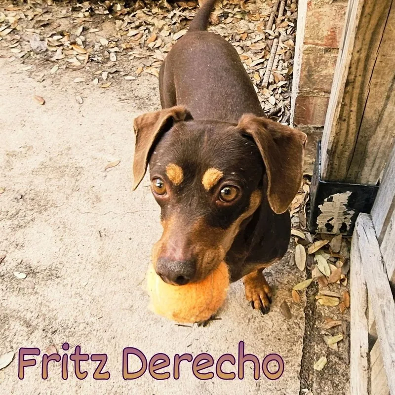 Fritz Derecho