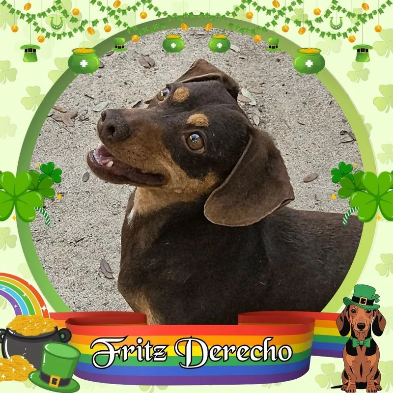 Fritz Derecho thumbnail 2