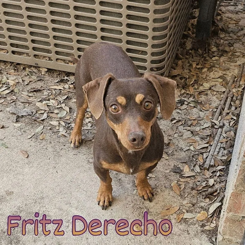 Fritz Derecho thumbnail 3