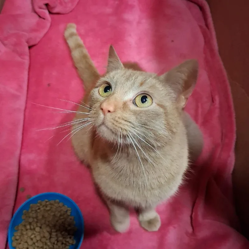 A young medium-sized female Orange / Red Domestic Short Hair cat named Sweetie Pie for adoption in Centerville, TN