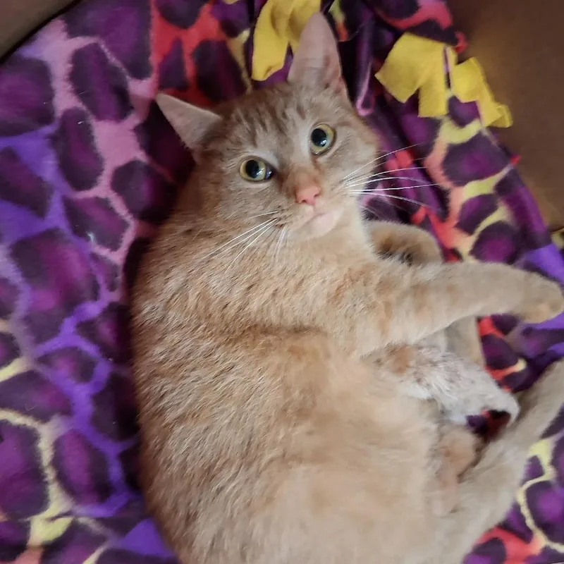 Sweetie Pie thumbnail 2