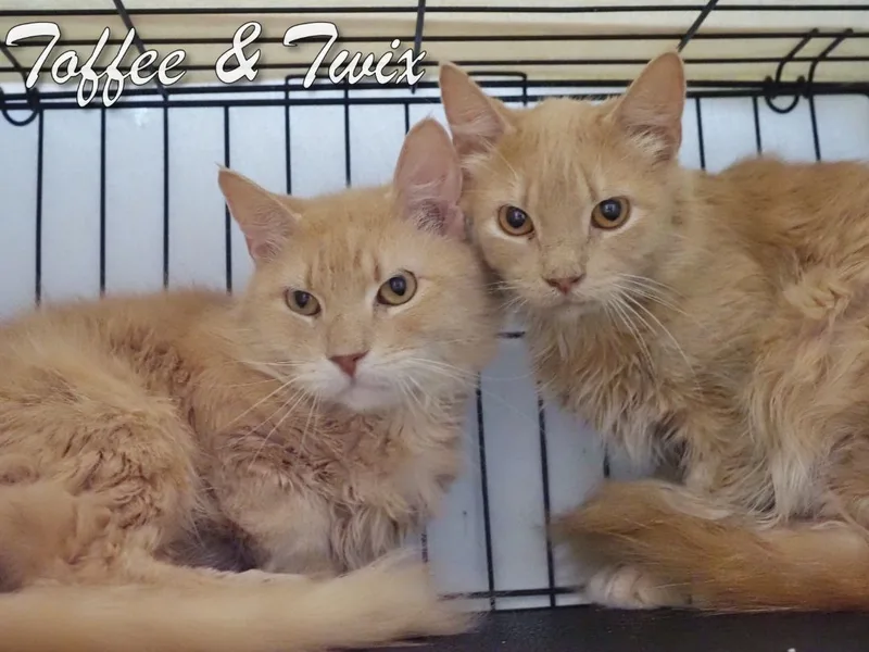 Toffee & Twix thumbnail 3