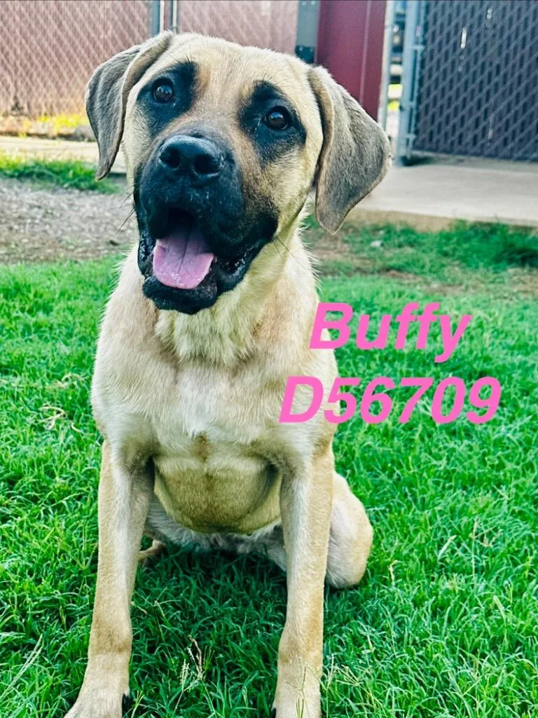 A young medium-sized female Mixed Breed dog named Buffy for adoption in Clarksville, TN