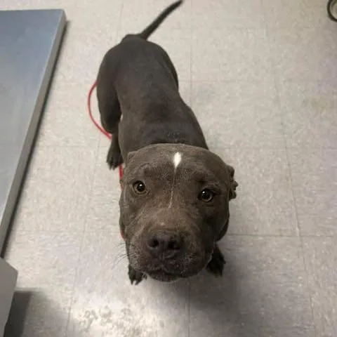 An adult medium-sized female Gray / Blue / Silver Pit Bull Terrier dog named Jade for adoption in Bastrop, TX