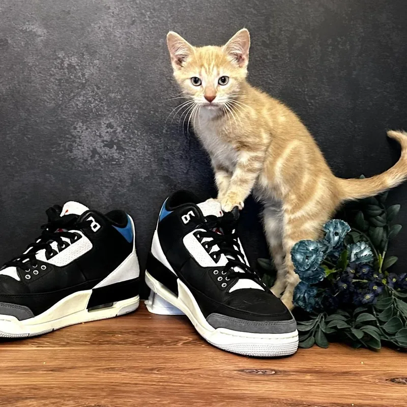 Mary Jane's Sneaker