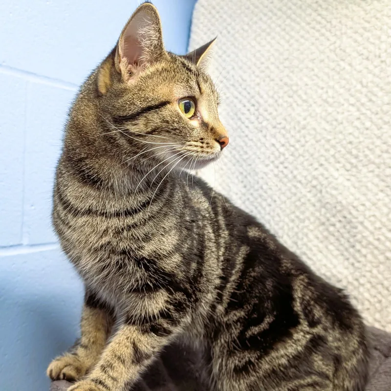An adult medium-sized female Tabby (Brown / Chocolate) Domestic Short Hair cat named Hecate for adoption in Lowell, AR