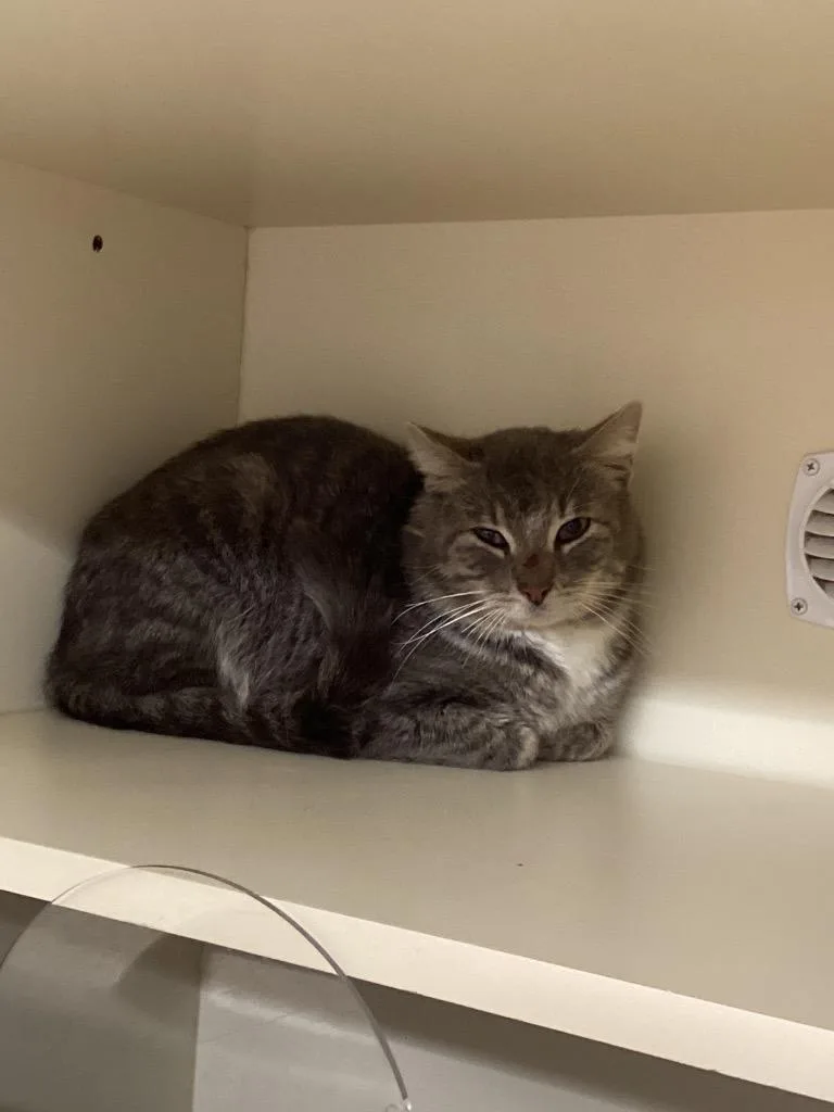 An adult medium-sized male Domestic Short Hair cat named Working Cat: Monroe for adoption in Bloomington, IN