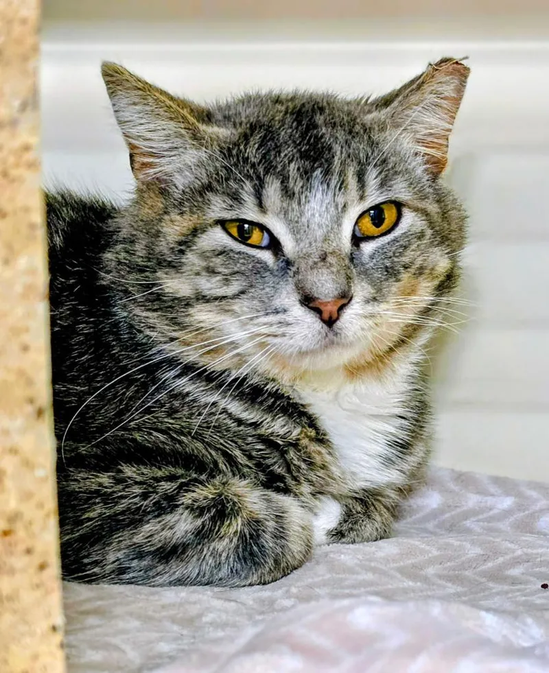 Working Cat: Monroe thumbnail 2