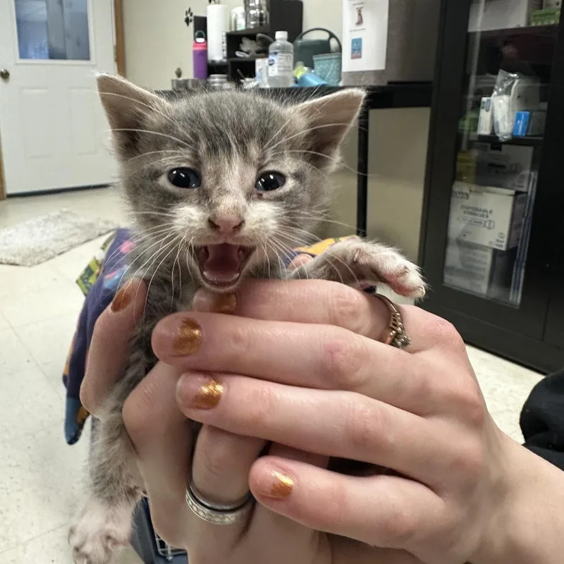 A baby small-sized male Gray / Blue / Silver Domestic Short Hair cat named Broccoli for adoption in Milford, IA