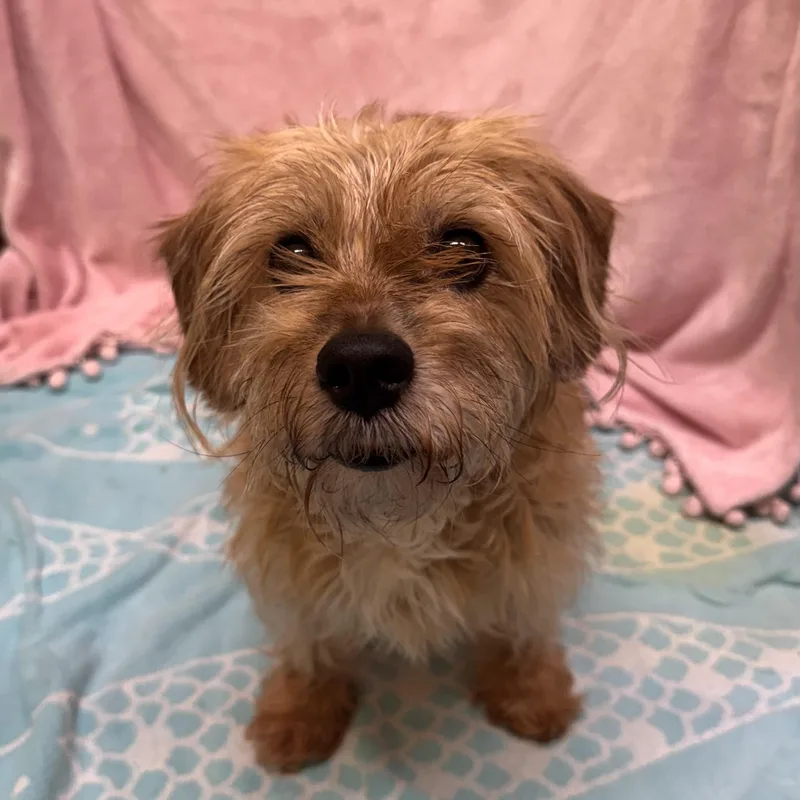 An adult small-sized female Yellow / Tan / Blond / Fawn Terrier dog named Lexi for adoption in Boca Raton, FL