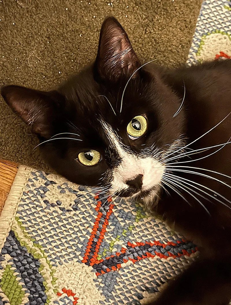 An adult medium-sized male Black & White / Tuxedo Tuxedo cat named Ziggy for adoption in San Jose, CA