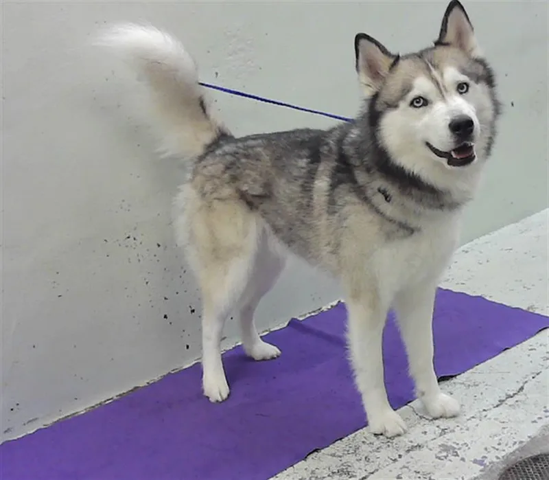 An adult large-sized male Siberian Husky dog named Igor for adoption in Houston, TX