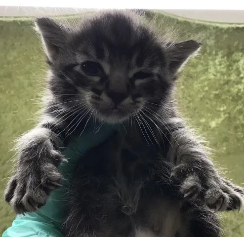 A baby small-sized male Domestic Short Hair cat named Mocha for adoption in Riverside, CA