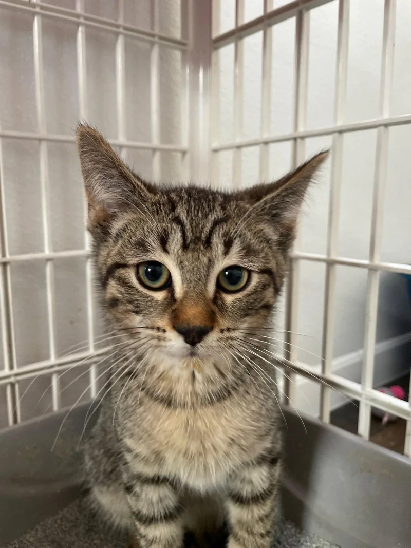 A baby medium-sized male Tabby cat named Givenchy for adoption in Island Lake, IL