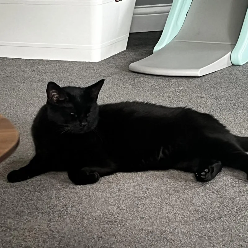 An adult large-sized female Domestic Medium Hair cat named Mochi for adoption in Chicago, IL