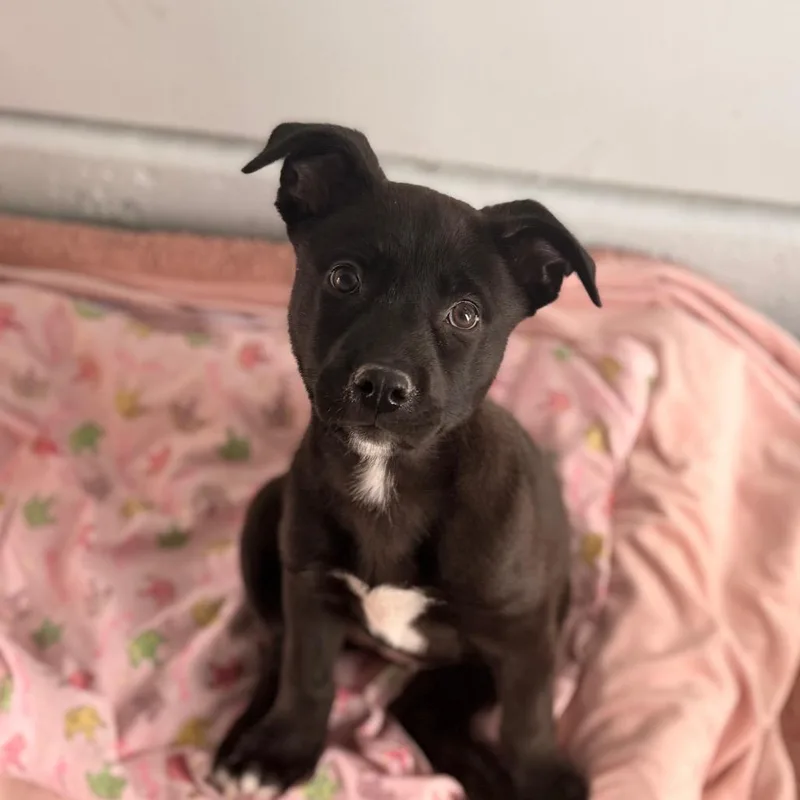 A baby medium-sized female Black Mixed Breed dog named Lana for adoption in Santa Barbara, CA