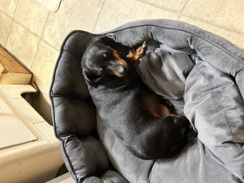 Millie