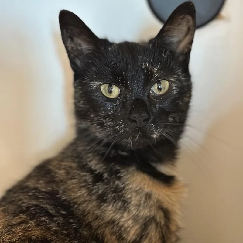 An adult medium-sized female Tortoiseshell Domestic Short Hair cat named Officer Jenny for adoption in Matteson, IL