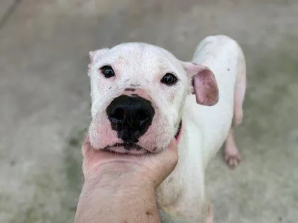 A baby large-sized male Mixed Breed dog named Ghost for adoption in Gainesville, FL