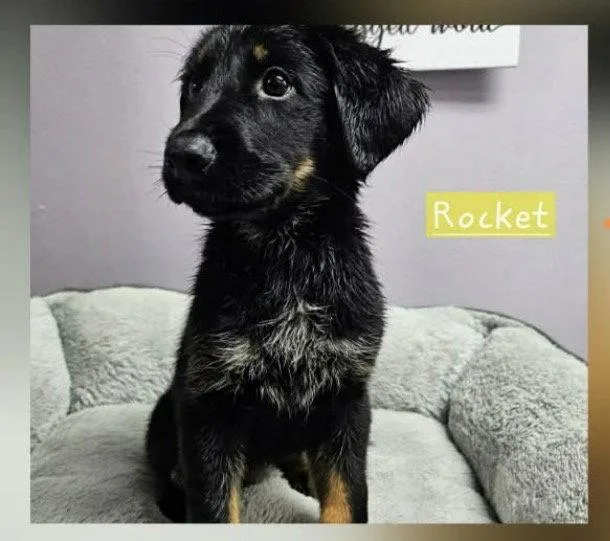 A baby medium-sized male Shepherd dog named Rocket Freedom for adoption in Wakefield, RI