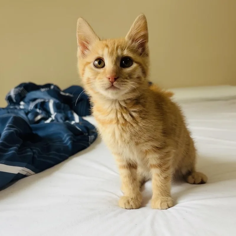 A baby small-sized female Orange / Red Domestic Short Hair cat named Weber Holland for adoption in Eagle Mountain, UT