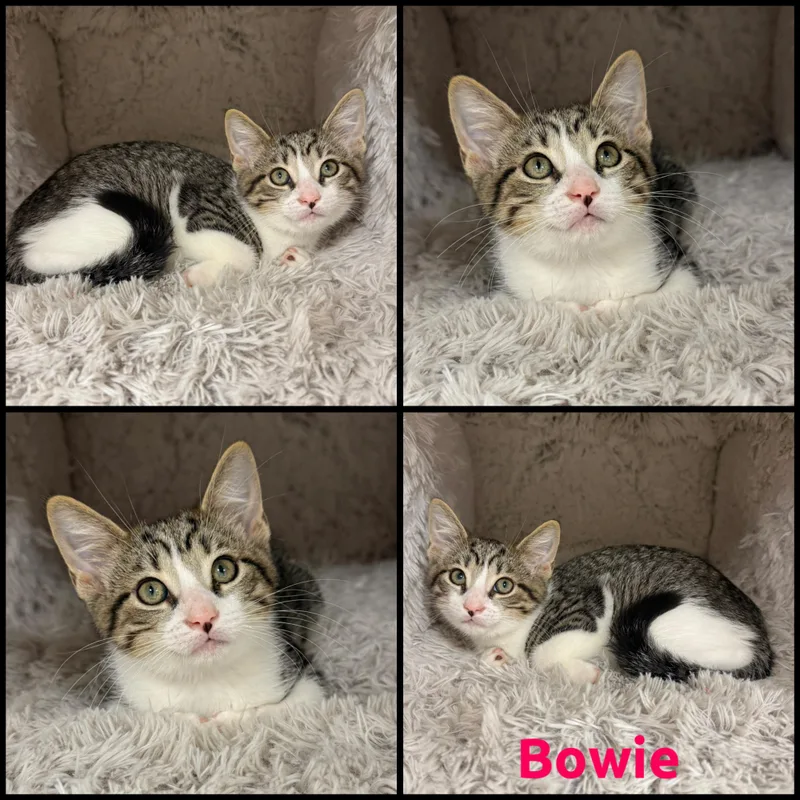 A baby small-sized male Tabby (Gray / Blue / Silver) Domestic Short Hair cat named Bowie for adoption in Louisville, KY