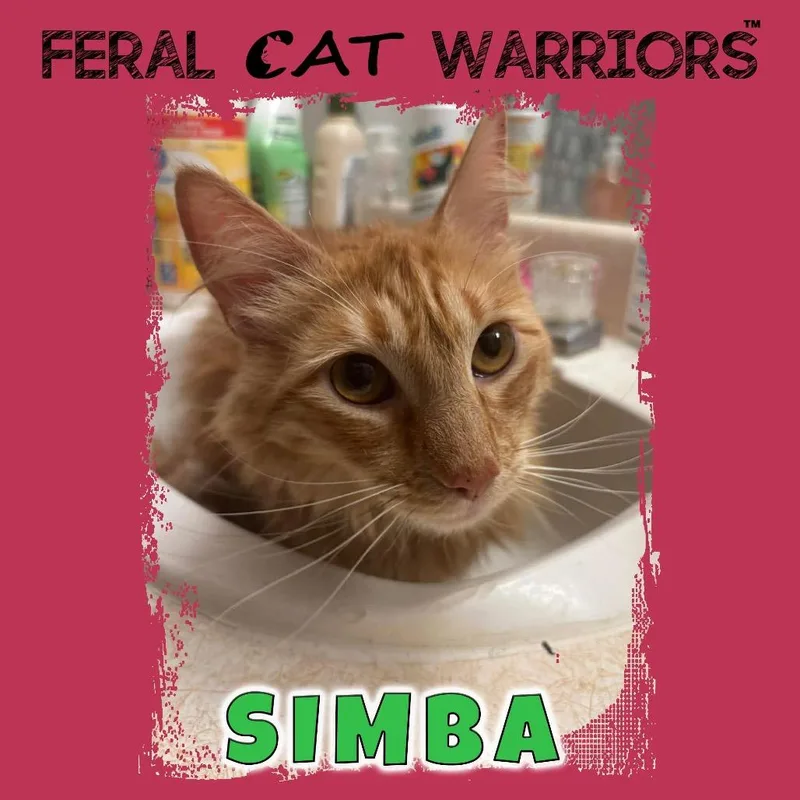 An adult small-sized female Orange / Red Domestic Short Hair cat named Simba for adoption in Kingman, AZ