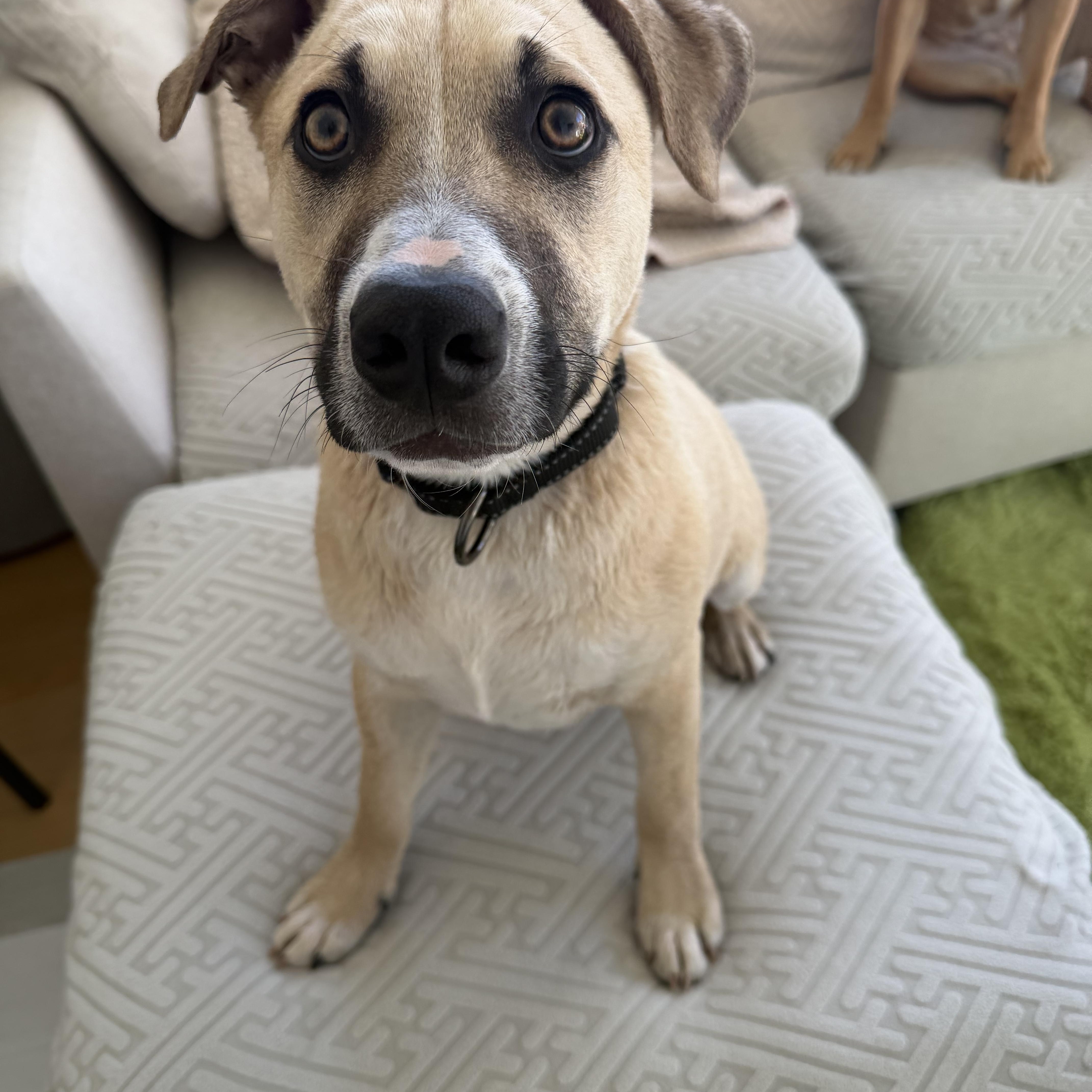 A baby medium-sized male Apricot / Beige Jack Russell Terrier dog named Wally for adoption in New York, NY