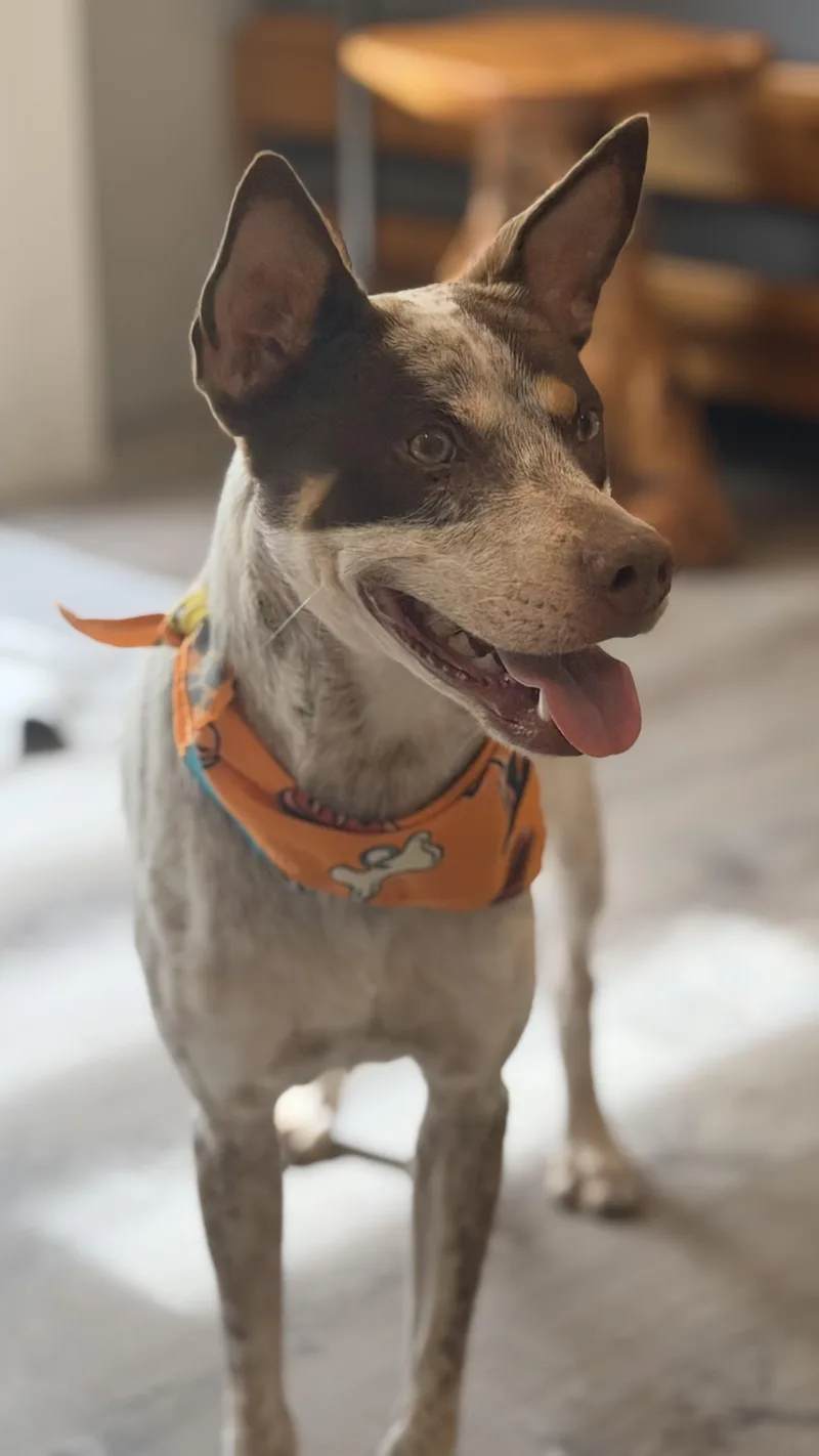 An adult medium-sized male Australian Cattle Dog / Blue Heeler dog named Fonzie a babe for adoption in Lake Forest, IL
