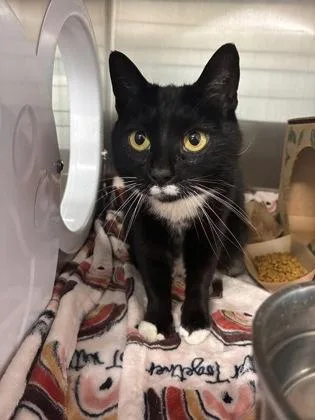 An adult medium-sized female Domestic Short Hair cat named Kissi for adoption in West Chester, PA